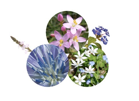 Composition de Fleurs de Bach